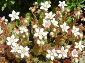 Sedum hirsutum